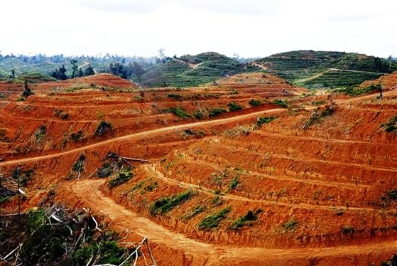 Norwegia-Indonesia Perkuat Kerja Sama Lindungi Hutan