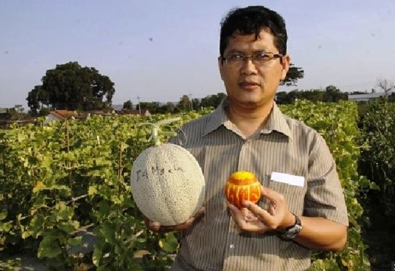 Satu Lagi dari Universitas Gadjah Mada: Melon Kecil Anti-nyamuk