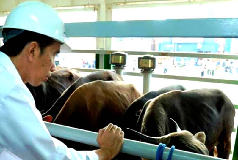 Riwayat Impor Sapi di Indonesia