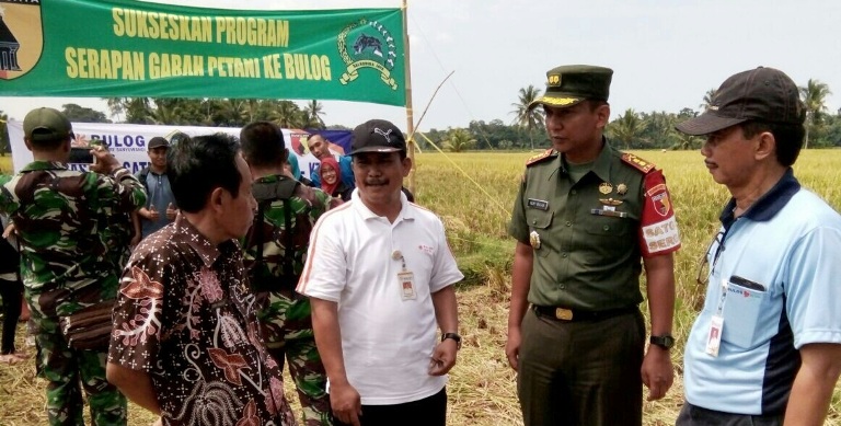 Sergap Bikin Harga Gabah Jatuh, Petani Tersungkur