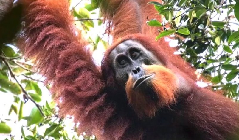 Penemuan Terbesar Abad Ini dari Tapanuli: Orangutan Berambut Keriting