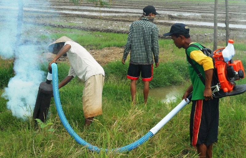 Hama Tikus Serbu Sawah di Berbagai Daerah, ke Mana Pemerintah?