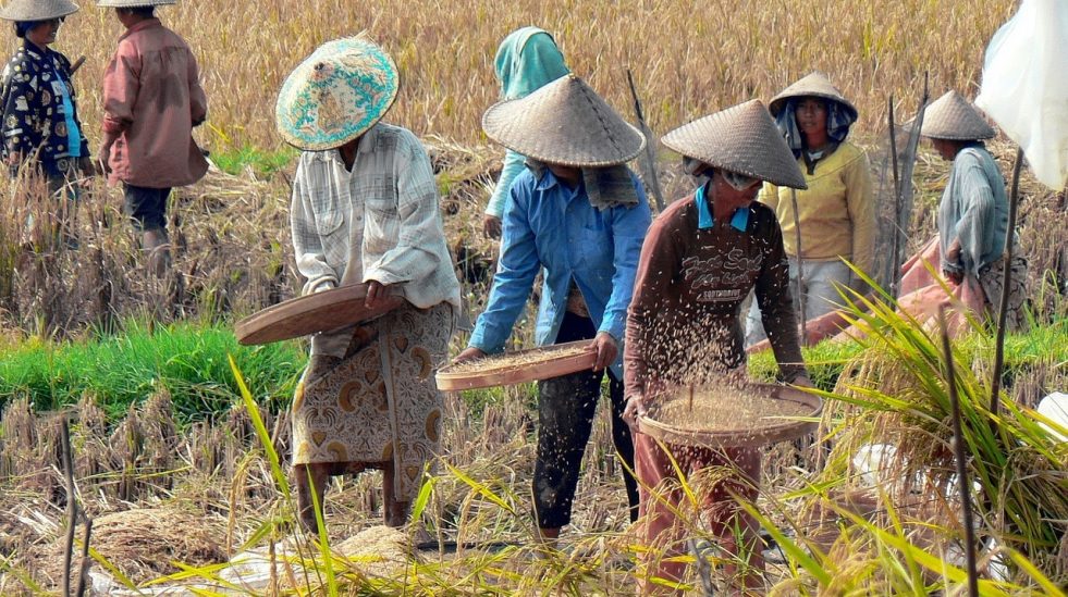 Tumirah, Ayam di Kepuk Mati Kelaparan