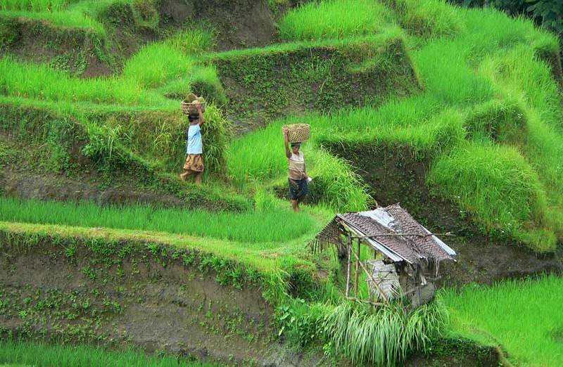 Soal Beras Impor: Kita Berpihak ke Mana