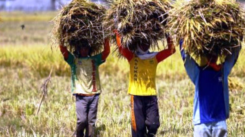 IPB Rekomendasikan Kenaikan HPP Beras