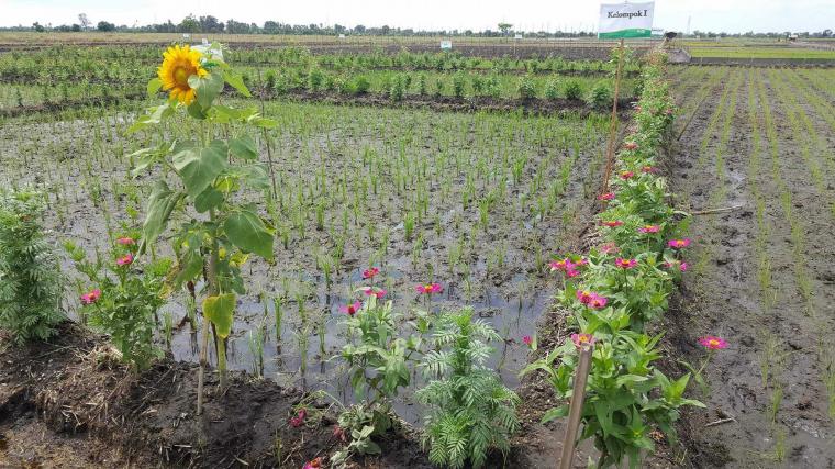 Teknik Refugia, Bunga Bunga di Sawah Pengusir Hama