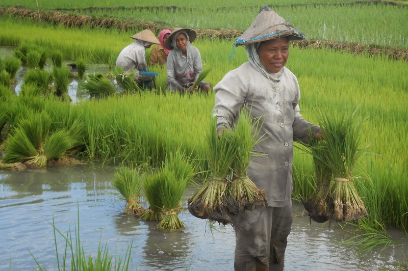 Tersedia Dana Khusus untuk Perempuan Petani Indonesia