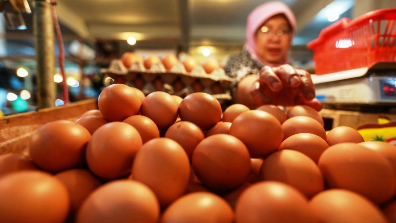 Harga Telur takkan Sama Seperti Dulu Lagi