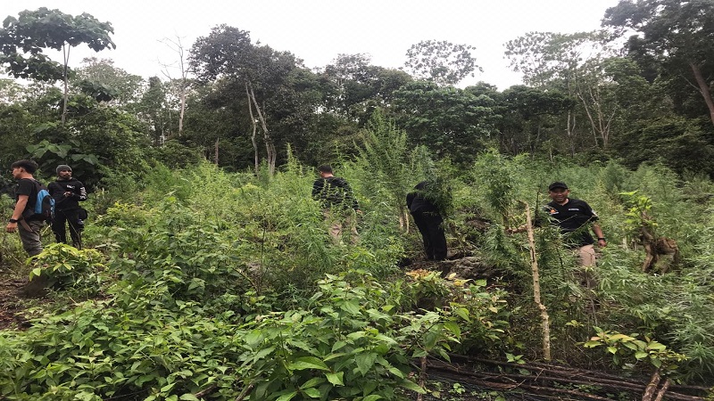 Bareskrim dan Polda Aceh Lakukan Pemusnahan Besar-Besaran Ladang Ganja