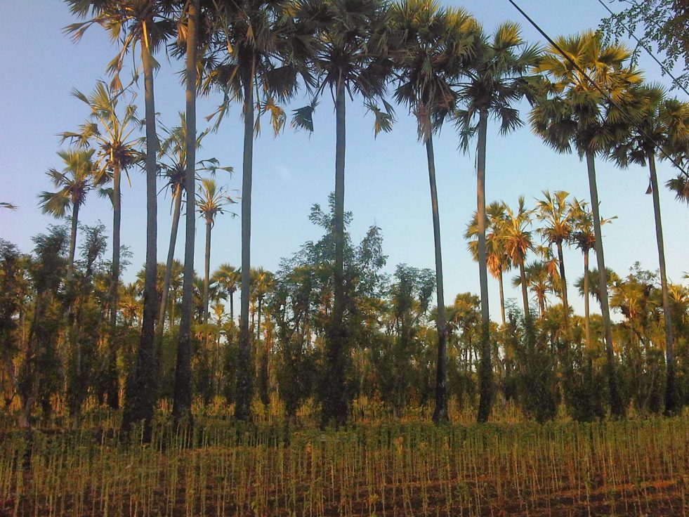 Kampung Gula, Solusi Petani Gula Siwalan di Sumenep