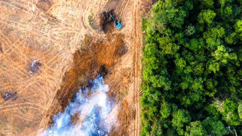 Pemerintah Hentikan Pemberian Izin Baru Hutan Primer dan Lahan Gambut