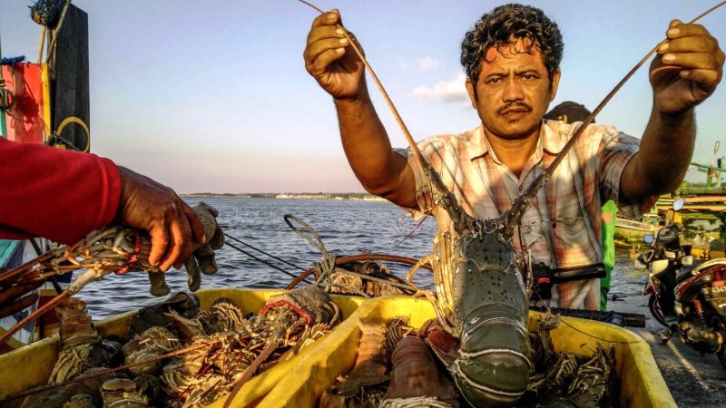 Izin Ekspor Benih Lobster Langgar Banyak Ketentuan Perundangan