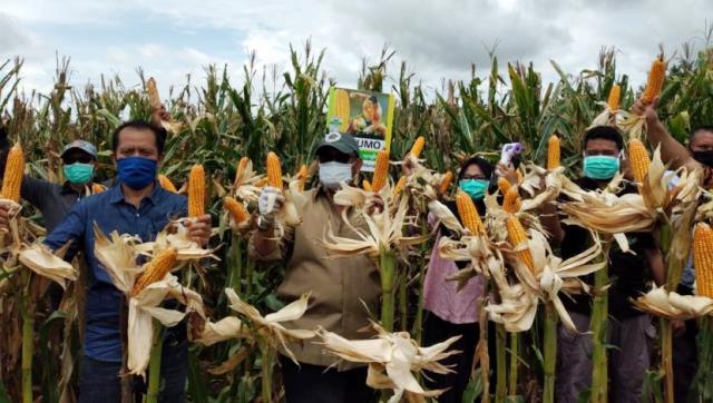 Derita Petani di Balik Pertumbuhan Positif Sektor Pertanian