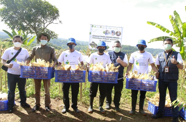 bank bjb Dukung Kesejahteraan Petani Jagung Lewat KUR Petani Milenial