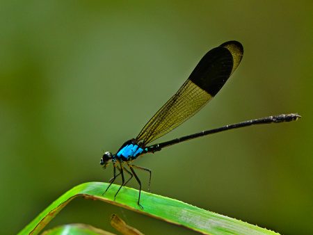 Euphaea impar (Selys, 1859) : Beludru dada-biru