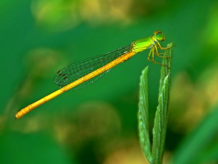 Ceriagrion calamineum (Lieftinck, 1951) : Serut gadung
