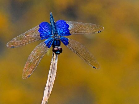 Rhyothemis triangularis (Kirby, 1889) : Kipas pangkal-biru