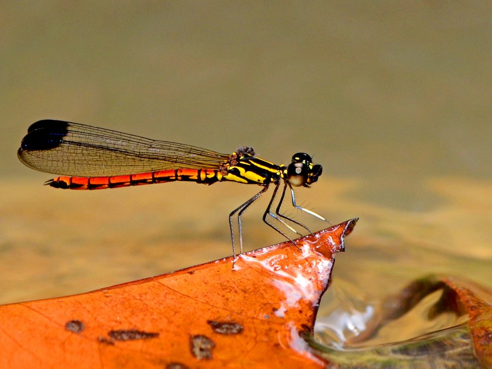Libellago aurantiaca (Selys, 1859) : Nilam api