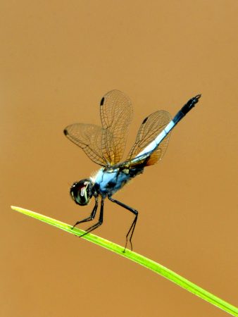 Aethriamanta gracilis (Brauer, 1878) : Perutpendek kelabu