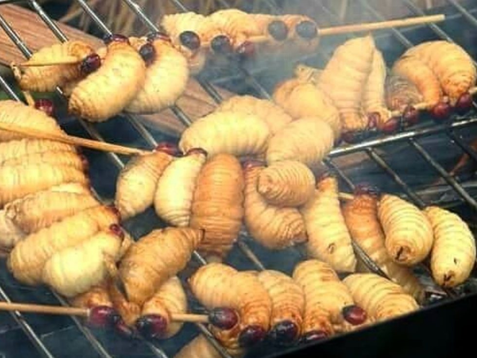 Kuliner Papua, sate ulat sagu - tagar.id