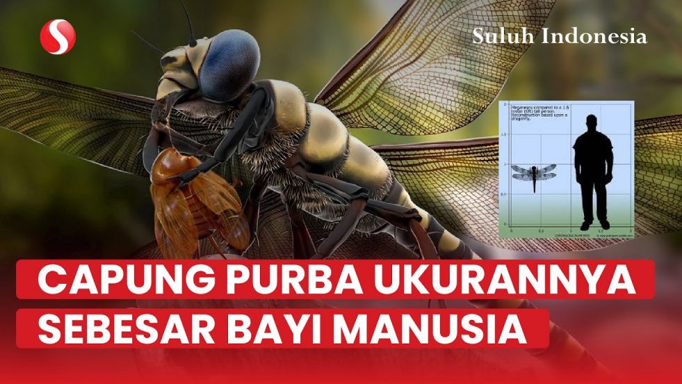Capung Sebagai Indikator Lingkungan | Mengenal Capung