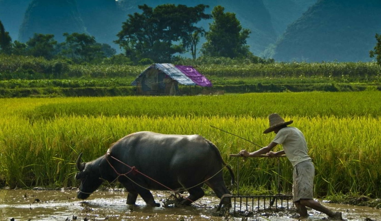 Ilustrasi, kehidupan petani indonesia.