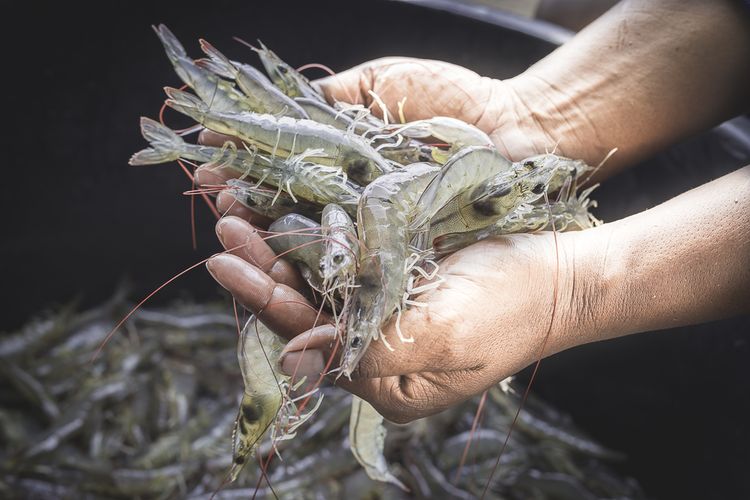 Tambak Udang, Prospek Ekonomi Indonesia
