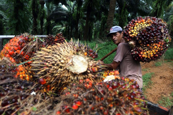 Sejarah Minyak Goreng Sawit di Indonesia