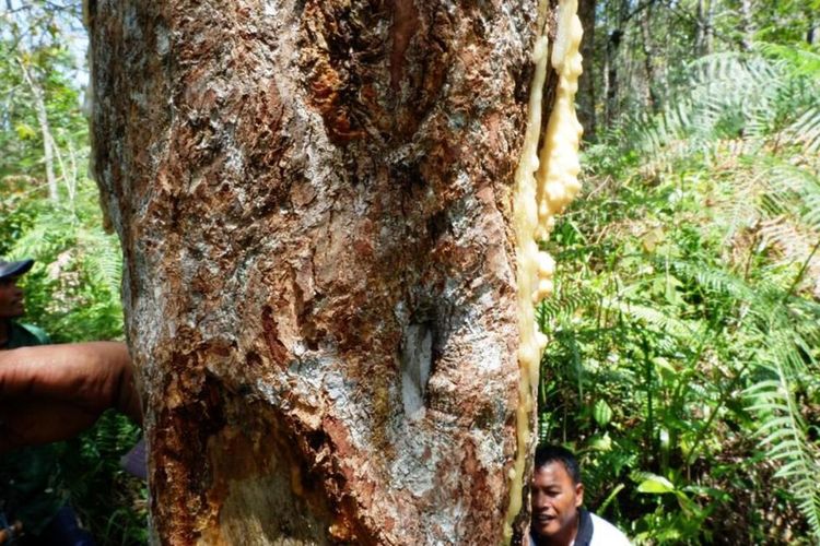Tanaman kemenyan, istilah kimianya Styrax Benzoin atau sering juga disebut Olibanum. Para orangtua Batak zaman dulu, pohon ini dianggap berkah Tuhan karena getahnya memberikan kesejahteraan (KOMPAS.COM/MEI LEANDHA ROSYANTI)