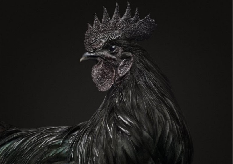 Ayam Cemani: Kecantikan Hitam yang Membawa Sejarah, Misteri, dan Kepercayaan Mistis