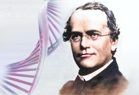 Gregor Mendel Ilmuwan Yang Sempat Tidak Diakui