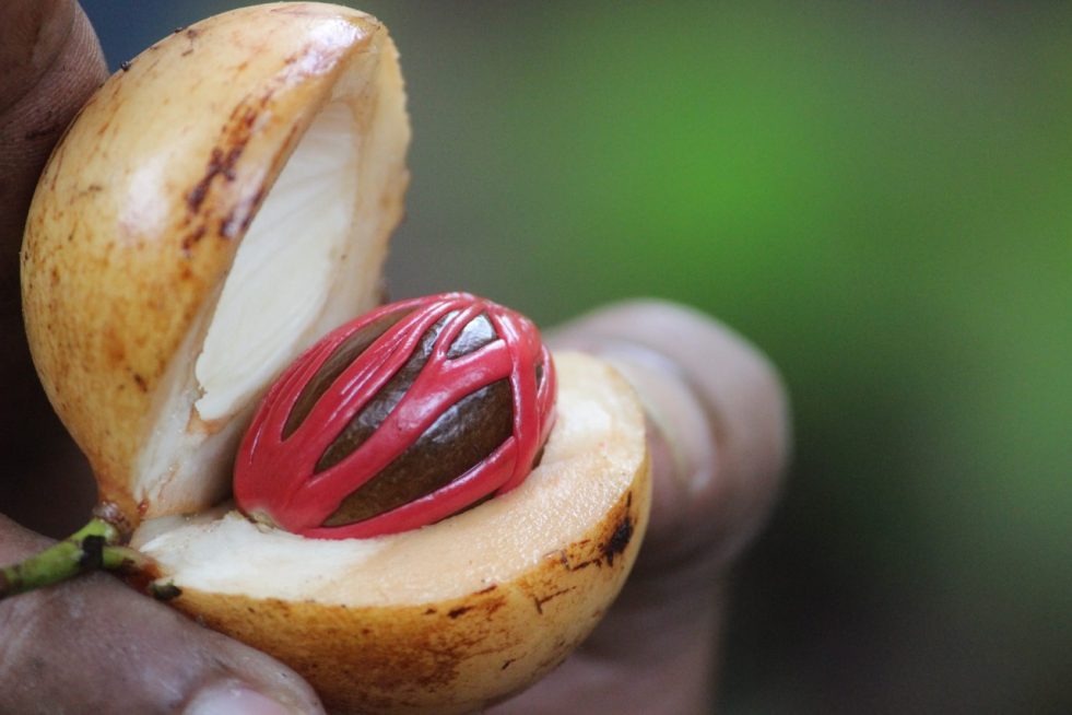 Manfaat Luar Biasa Buah Pala untuk Kesehatan yang Perlu Kamu Ketahui