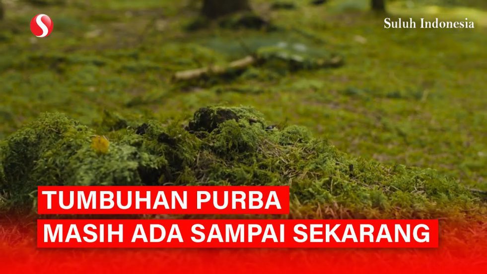 Tumbuhan Purba ini Ternyata Belum Punah!