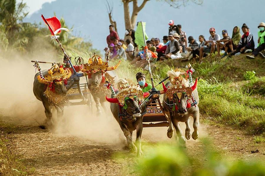 Dua pasang kerbau berpacu di lintasan Sirkuit Blatung Cina, Kaliakah, dalam lomba Makepung Piala Bupati Jembrana 2019. (BaliPost)