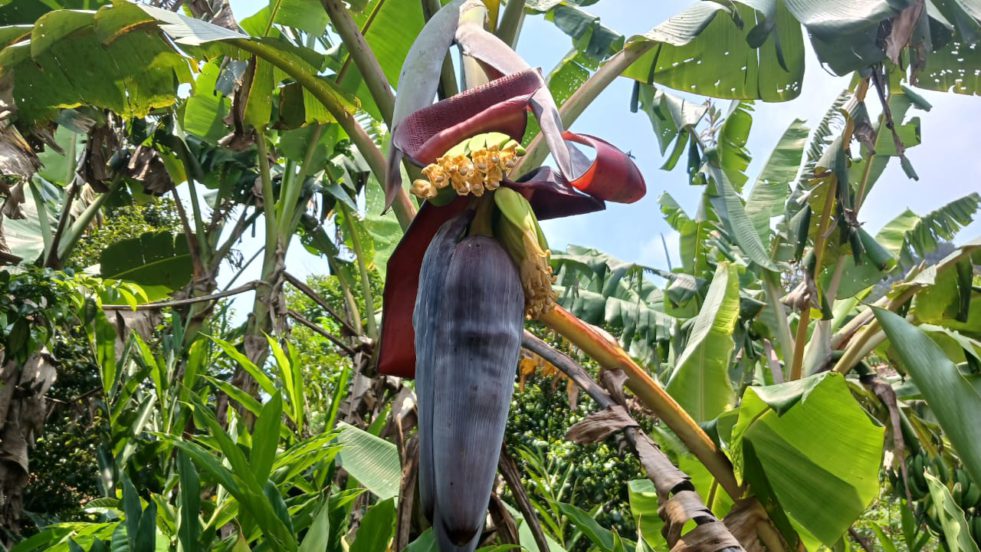 Manfaat Jantung Pisang Untuk Kesehatan