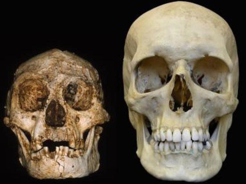 Perbandingan ukuran fosil tengkorak manusia purba Homo floresiensis (kiri) dengan Homo sapiens (kanan). (Sumber: slate.com)
