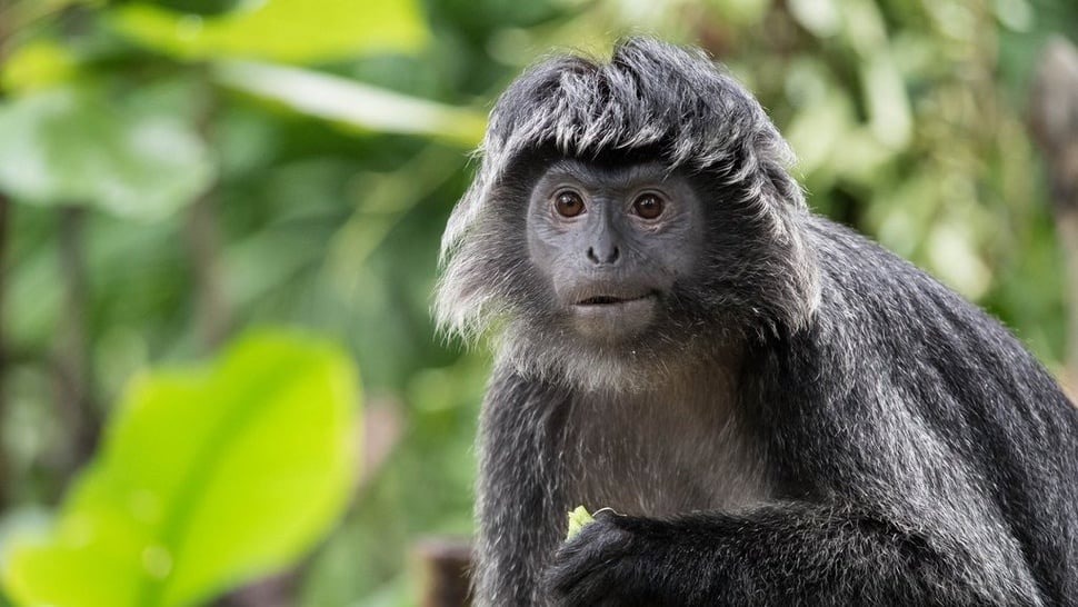 Lutung Jawa. Ilustrasi legenda Lutung Kasarung (iStockphoto)