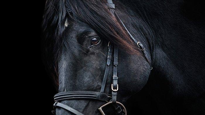 Ilustrasi Kuda Hitam Nilam Umbara (Pixabay / Stallion)