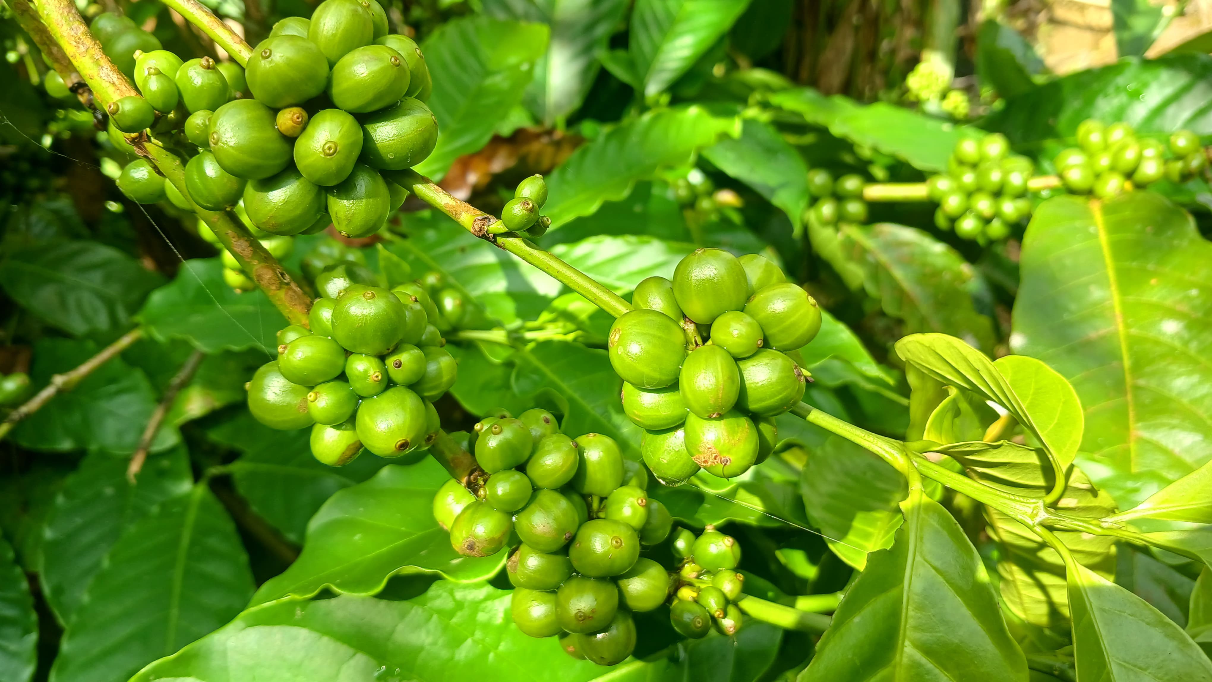 Rahasia Perbanyakan Kopi dengan Stek Batang