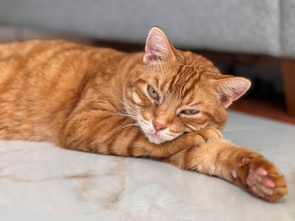 Menghancurkan Stereotip: Apa Kata Sains Tentang Kucing Oren