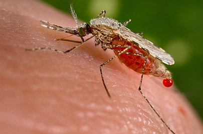 Peringatan Hari Malaria Sedunia Tahun 2025