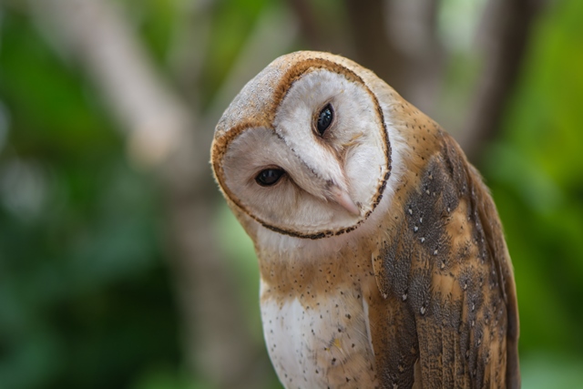 Mengenal Burung-Burung Langka di Indonesia