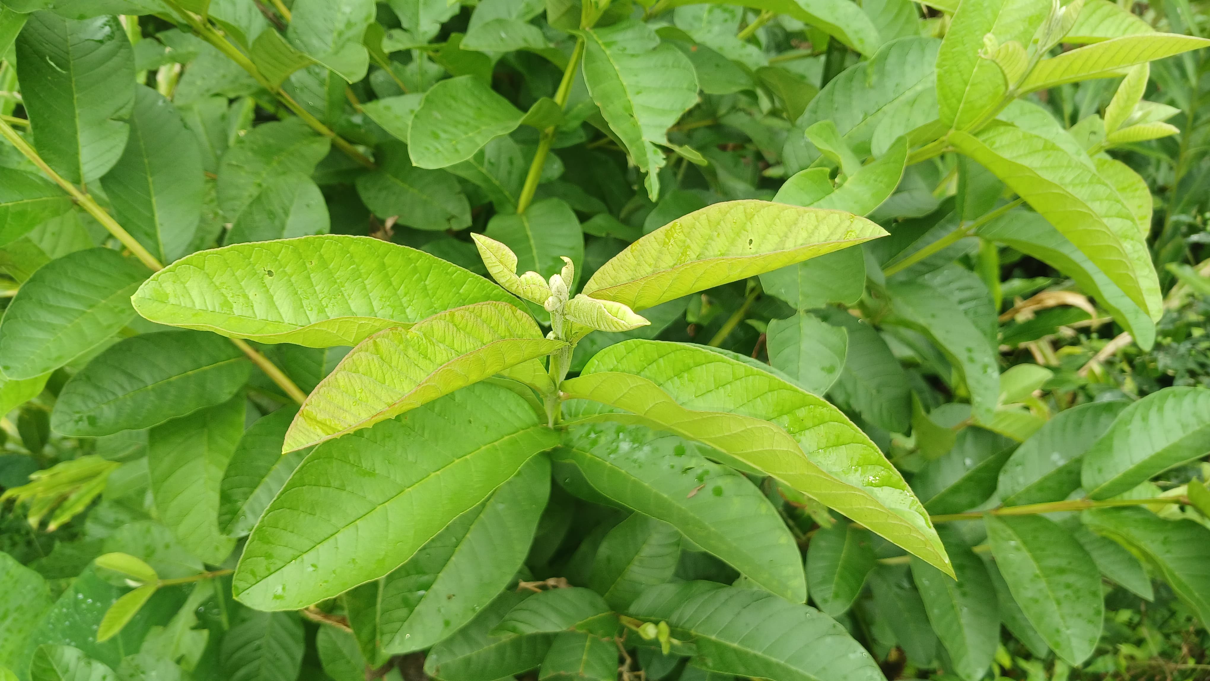Khasiat Daun Jambu Biji yang Jarang Diketahui