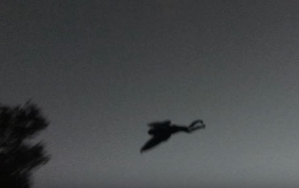 Mothman, Misteri Sosok Bersayap dari Point Pleasant