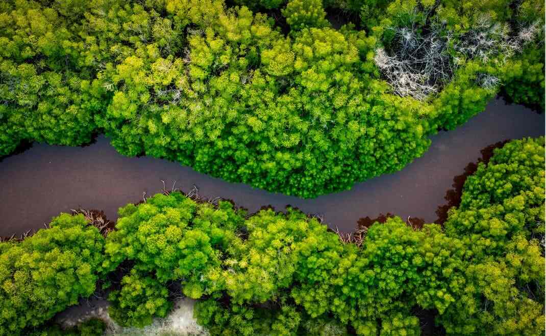Lebih dari Sekadar Flora dan Fauna: Apa Itu Keanekaragaman Hayati?