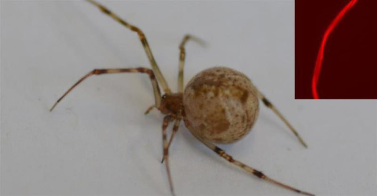 Laba-laba rumah biasa (Parasteatoda tepidariorum) yang diteliti menghasilkan sutra merah setelah diedit secara genetik menggunakan CRISPR-Cas9. (Sumber: Universität Bayreuth)