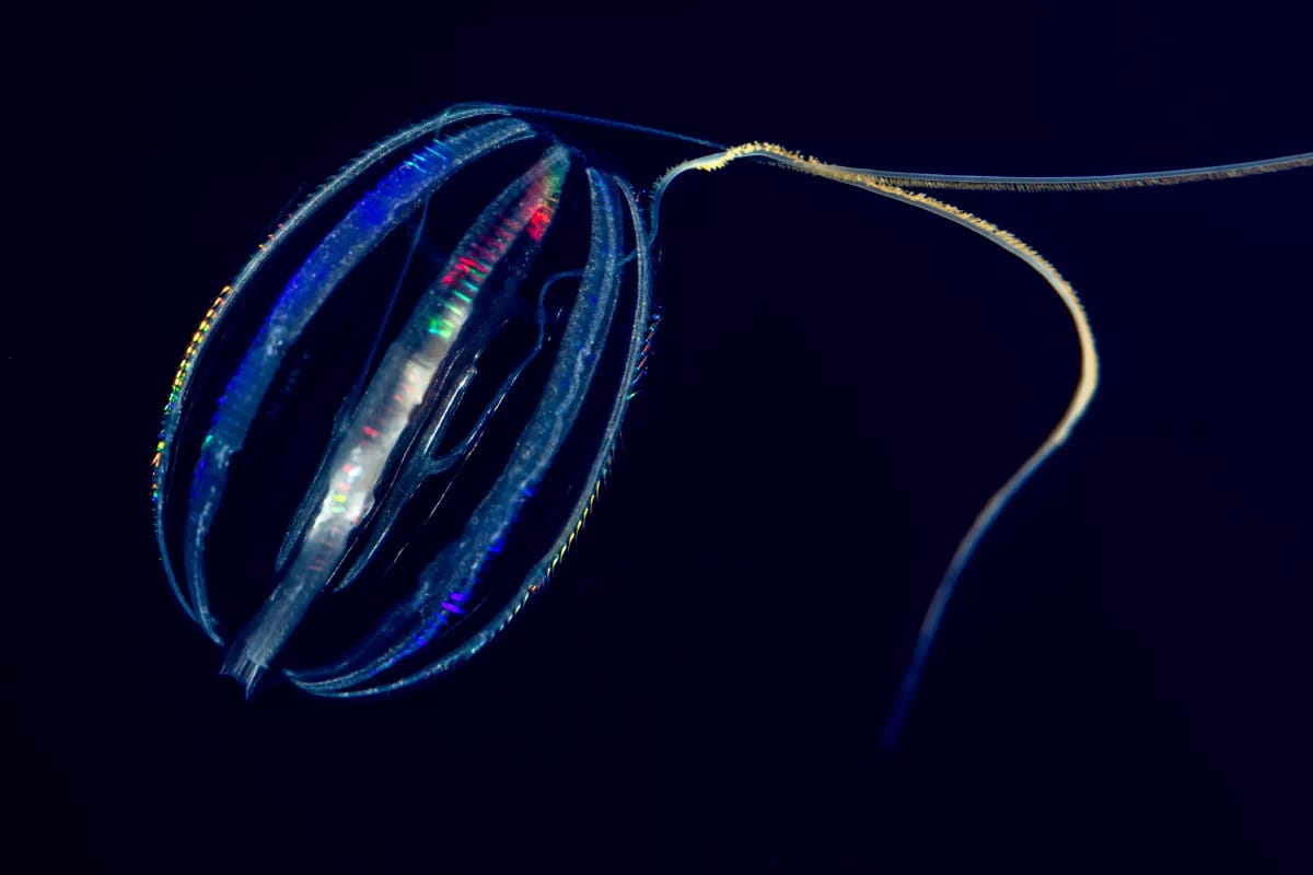 Ubur-ubur sisir (ctenophora) adalah hewan berbentuk oval, dengan delapan baris lempeng kecil menyerupai sisir yang dipukulkannya untuk bergerak di dalam air. (Sumber: Monterey Bay Aquarium)