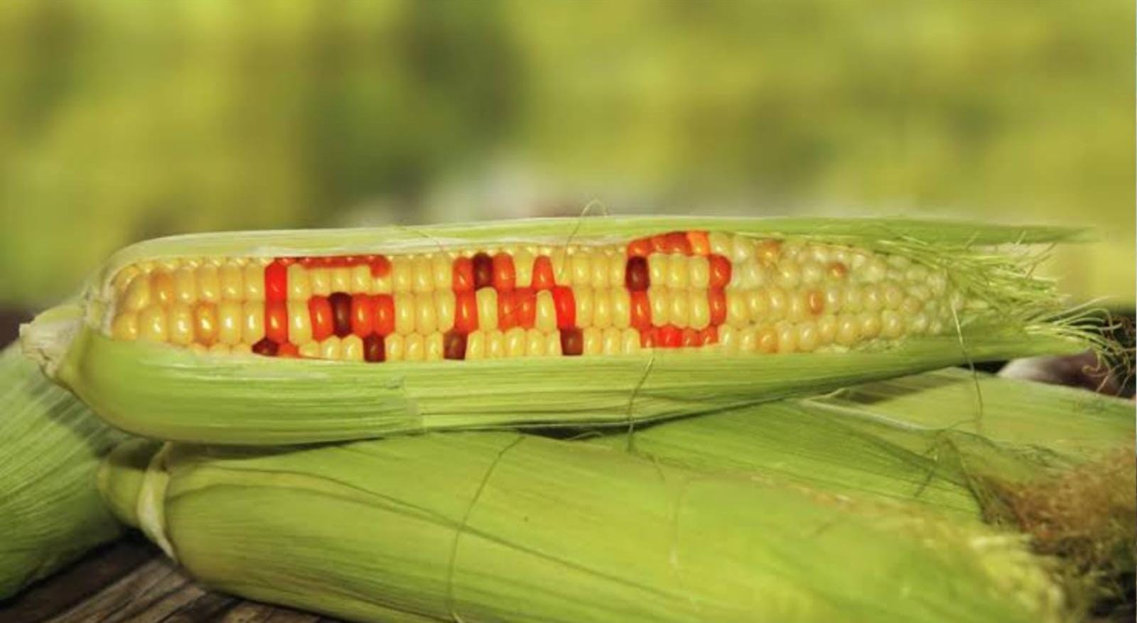 Impor GMO, Impor Penyakit