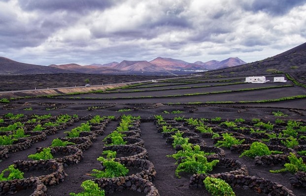 Bentuk ladang Anggur di La Gueria. (sumber: Lanzarotetransfer)