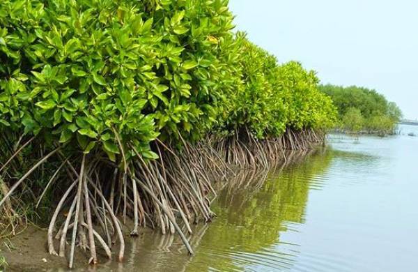 Memahami Fungsi Fisik, Ekologis, dan Sosial-Ekonomi Hutan Mangrove